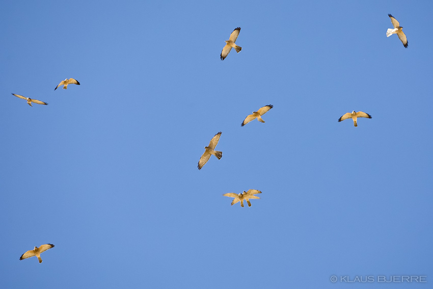 Levant Sparrowhawk_KBJ5093.jpg - Levant Sparrowhawks  - Eilat Moutains